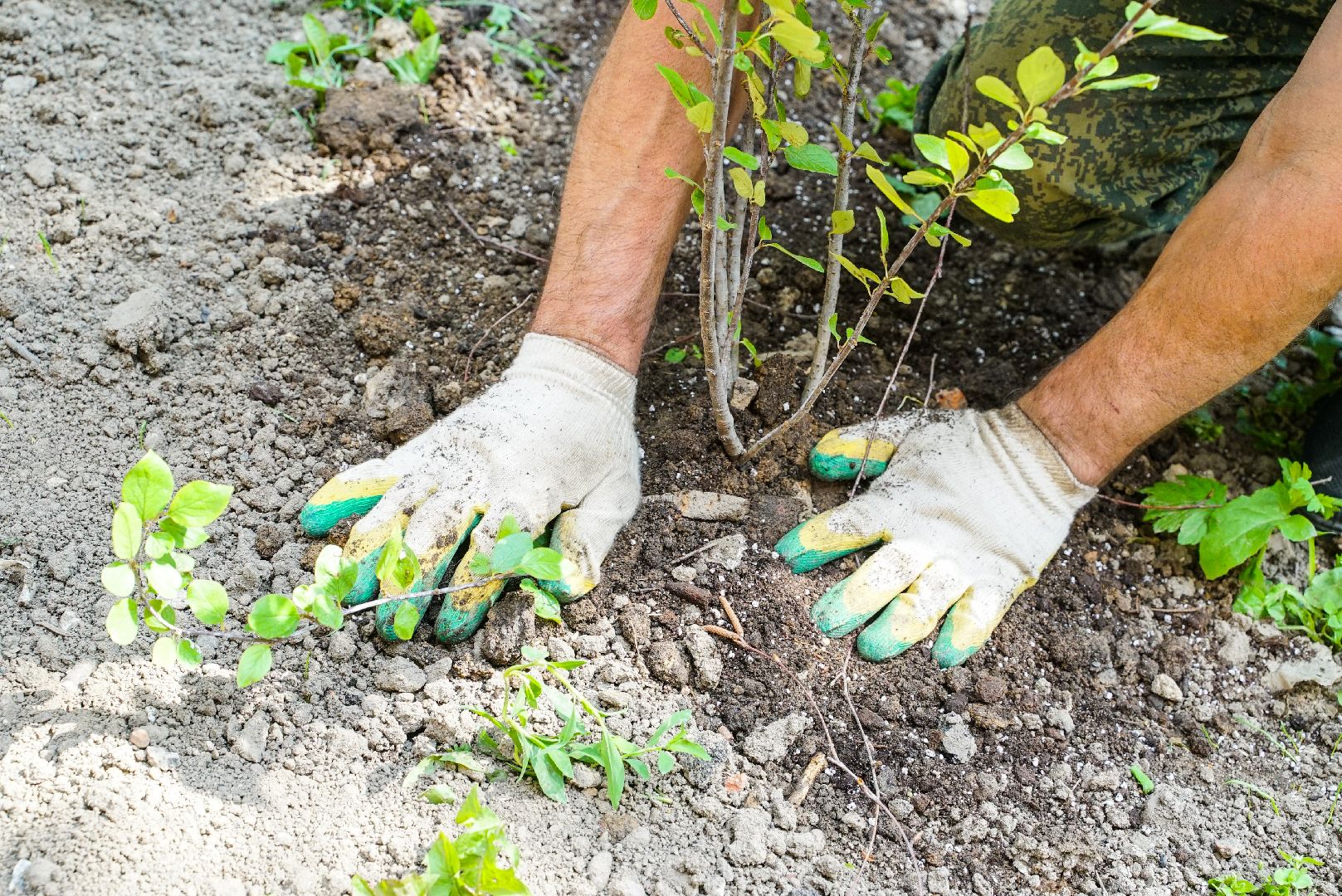 куст, озеленение, дворы,