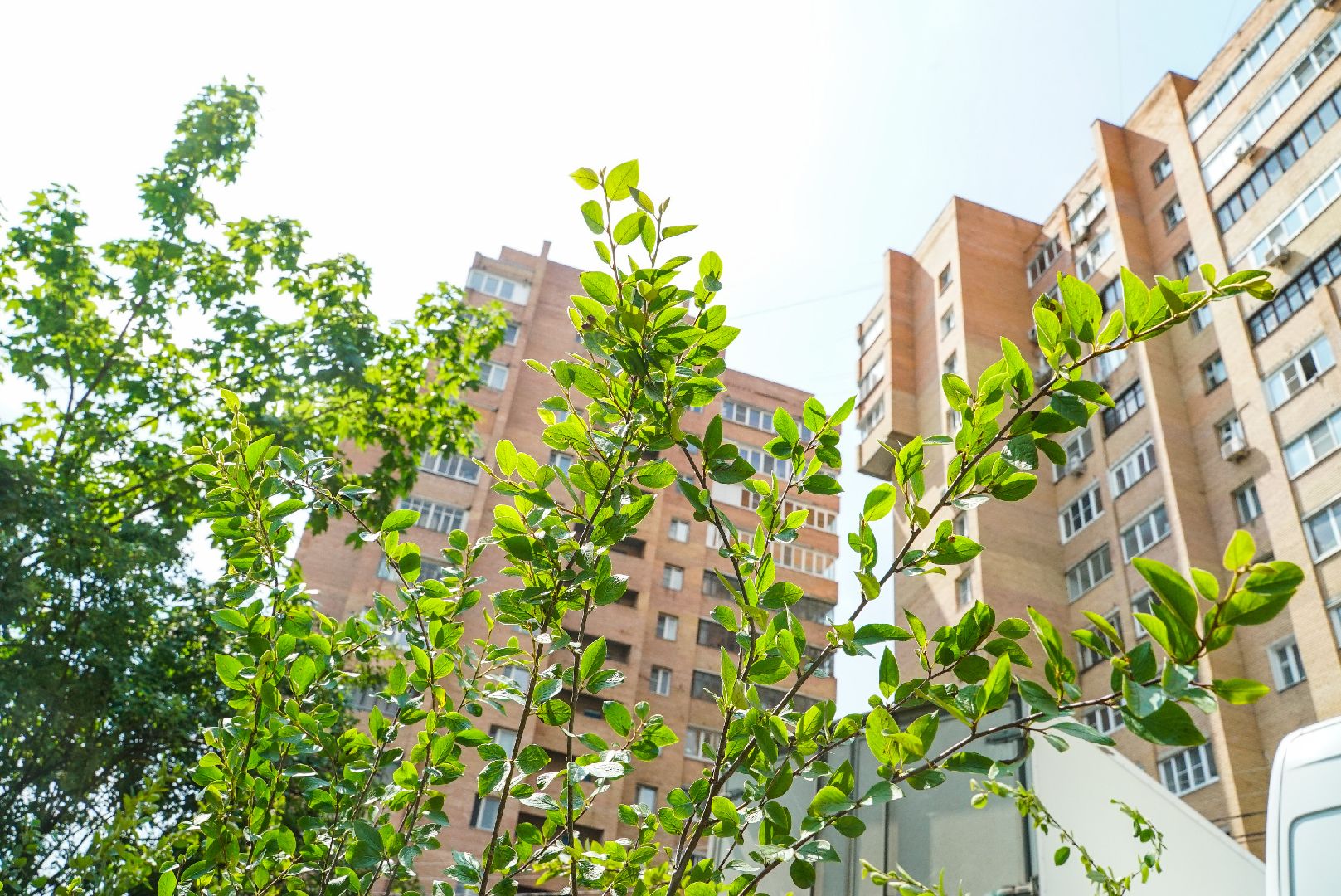 куст, озеленение, дворы,