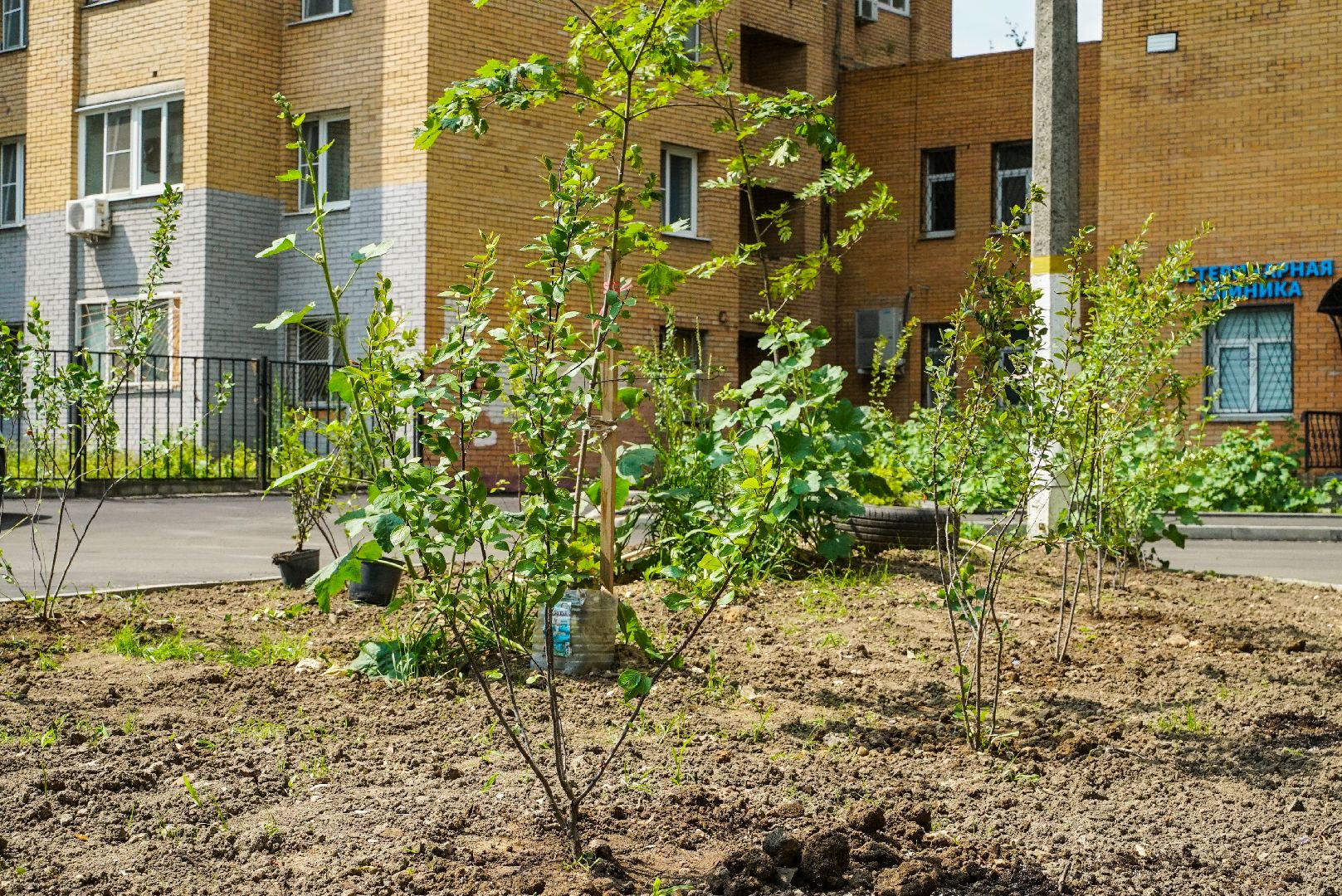 куст, озеленение, дворы,