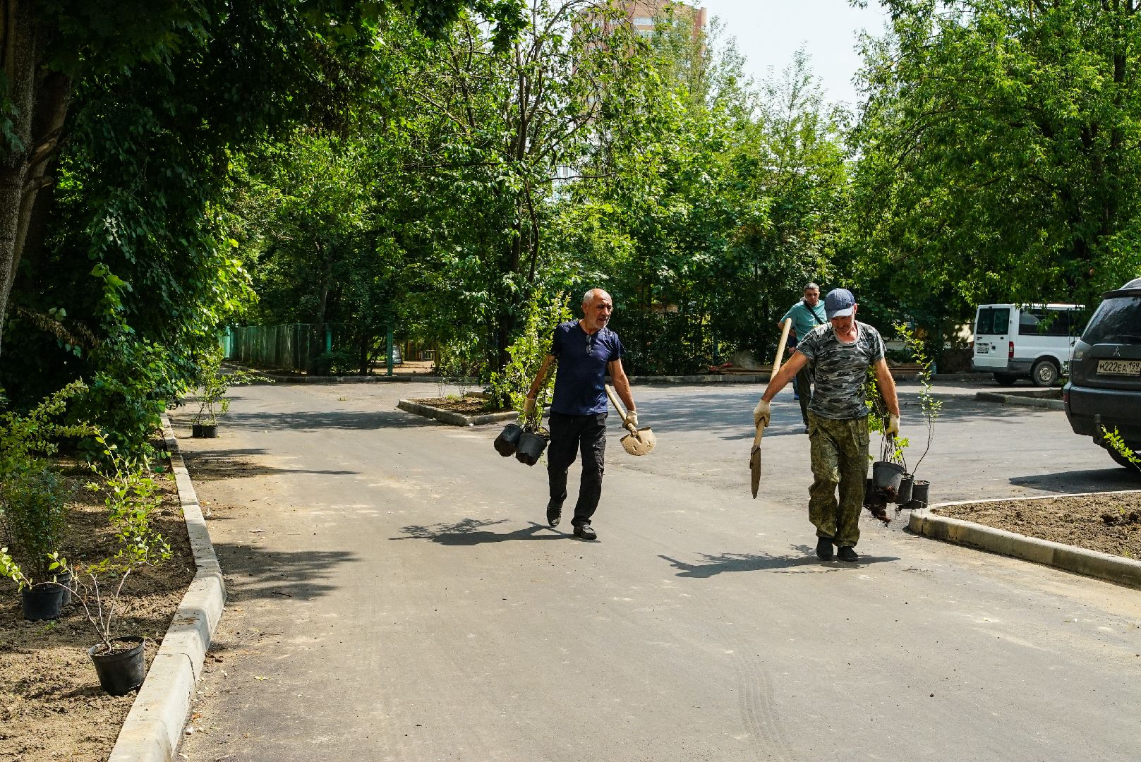 куст, озеленение, дворы,