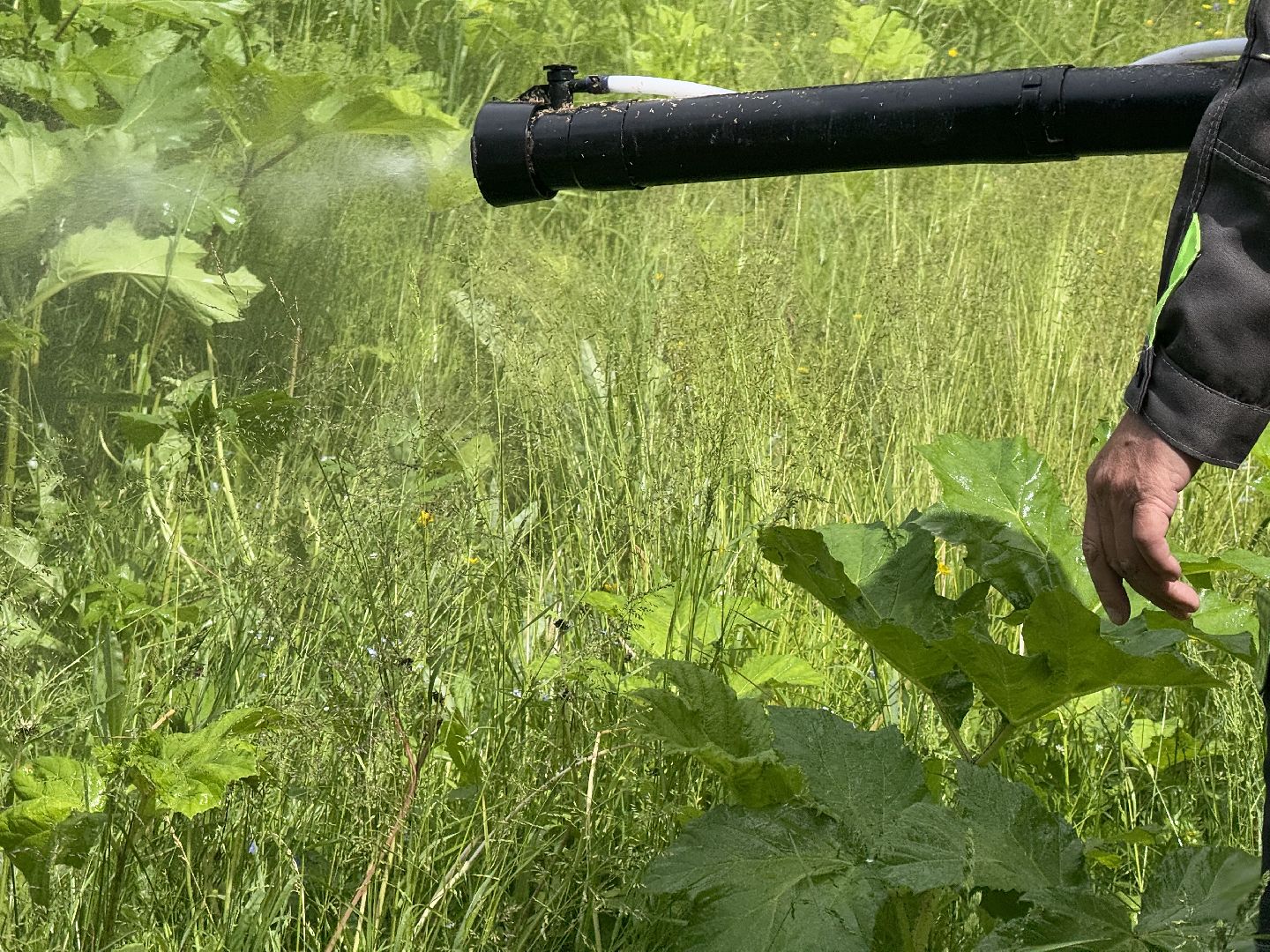 шаховская, борщевик, борщевик сосновского, обработка от борщевика,