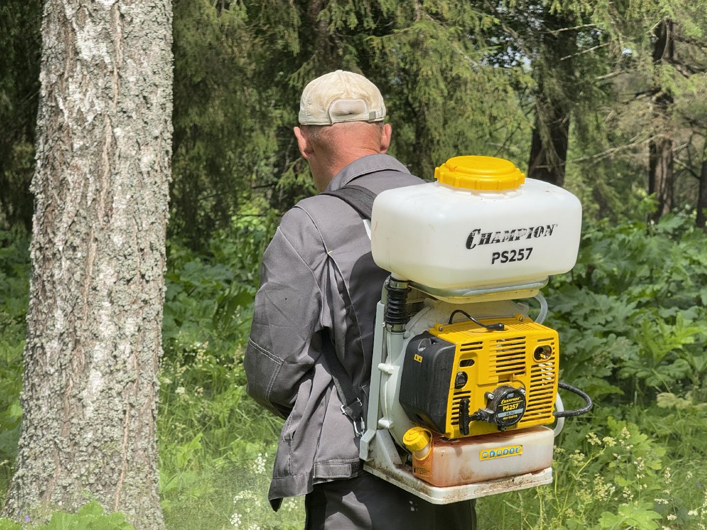 шаховская, борщевик, борщевик сосновского, обработка от борщевика,