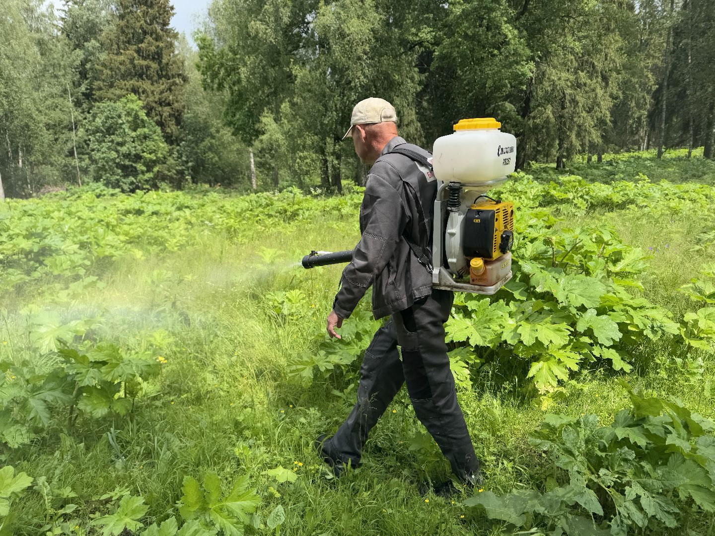 шаховская, борщевик, борщевик сосновского, обработка от борщевика,