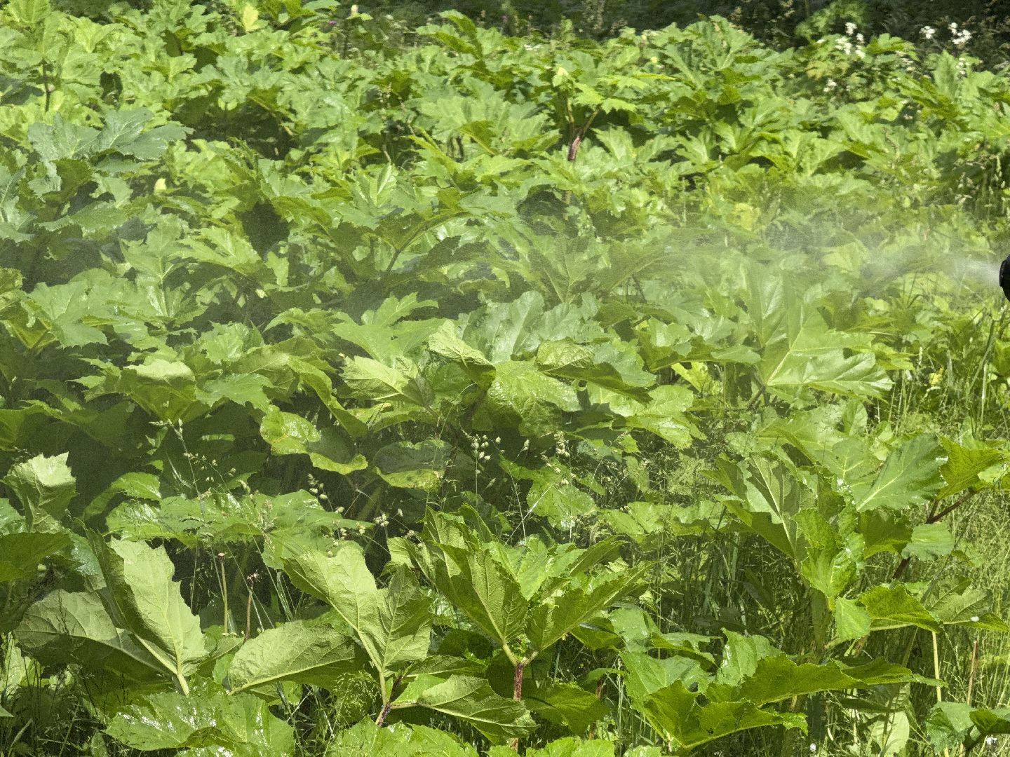 шаховская, борщевик, борщевик сосновского, обработка от борщевика,