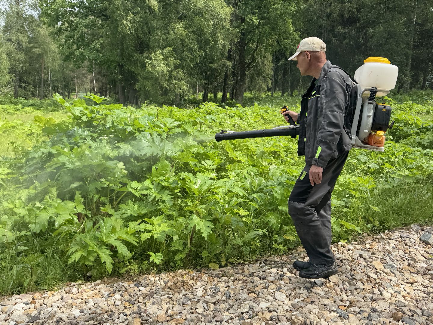 шаховская, борщевик, борщевик сосновского, обработка от борщевика,