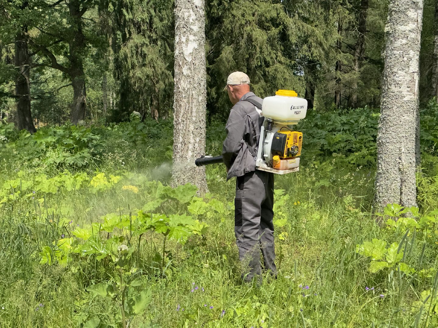 шаховская, борщевик, борщевик сосновского, обработка от борщевика,