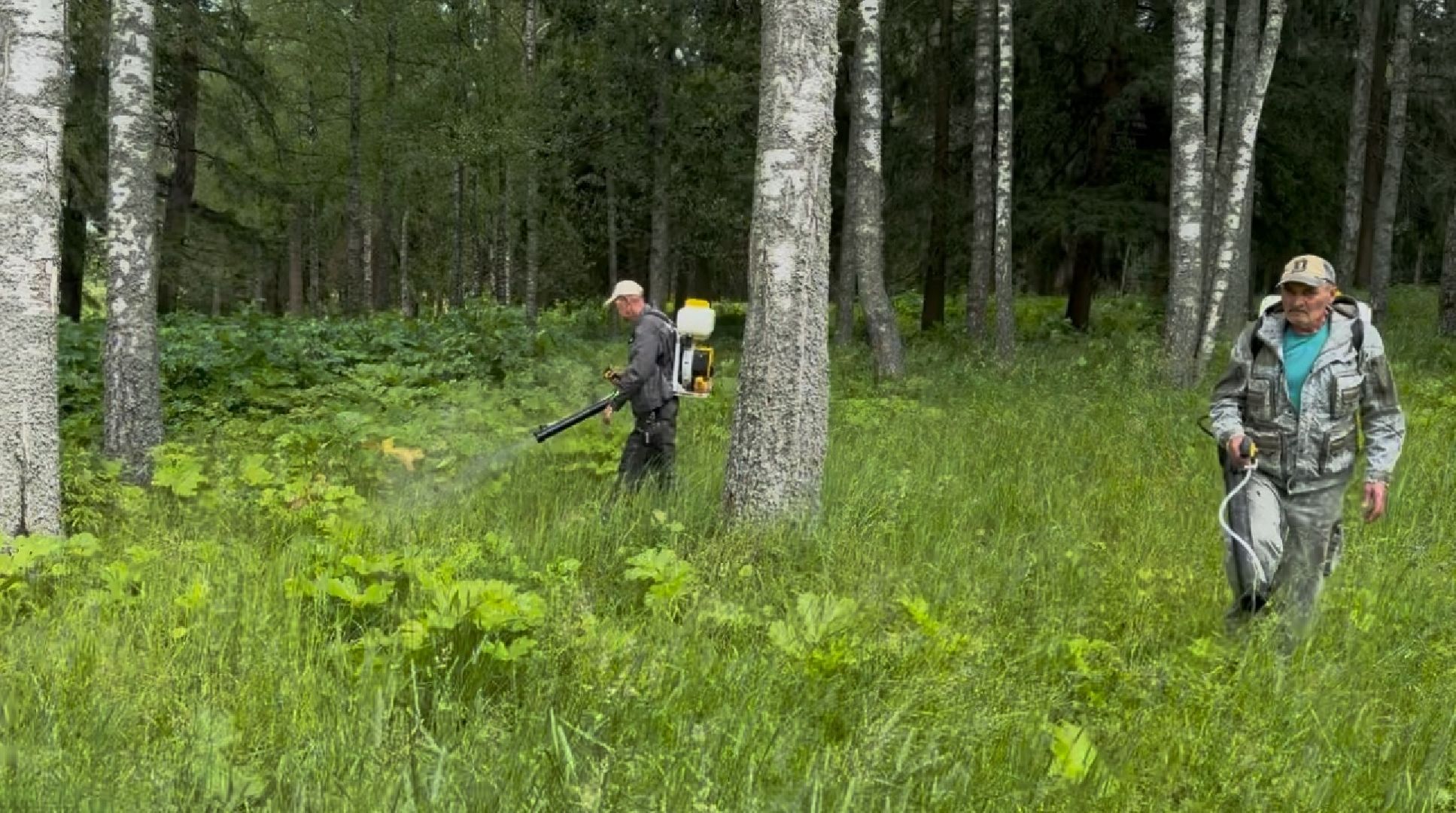 шаховская, борщевик, борщевик сосновского, обработка от борщевика,
