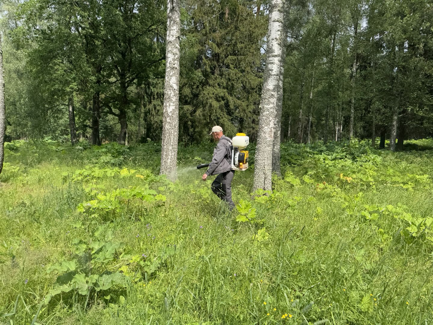 шаховская, борщевик, борщевик сосновского, обработка от борщевика,