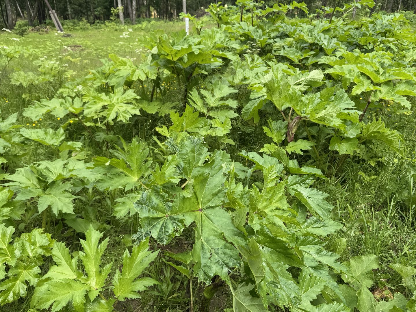 шаховская, борщевик, борщевик сосновского, обработка от борщевика,