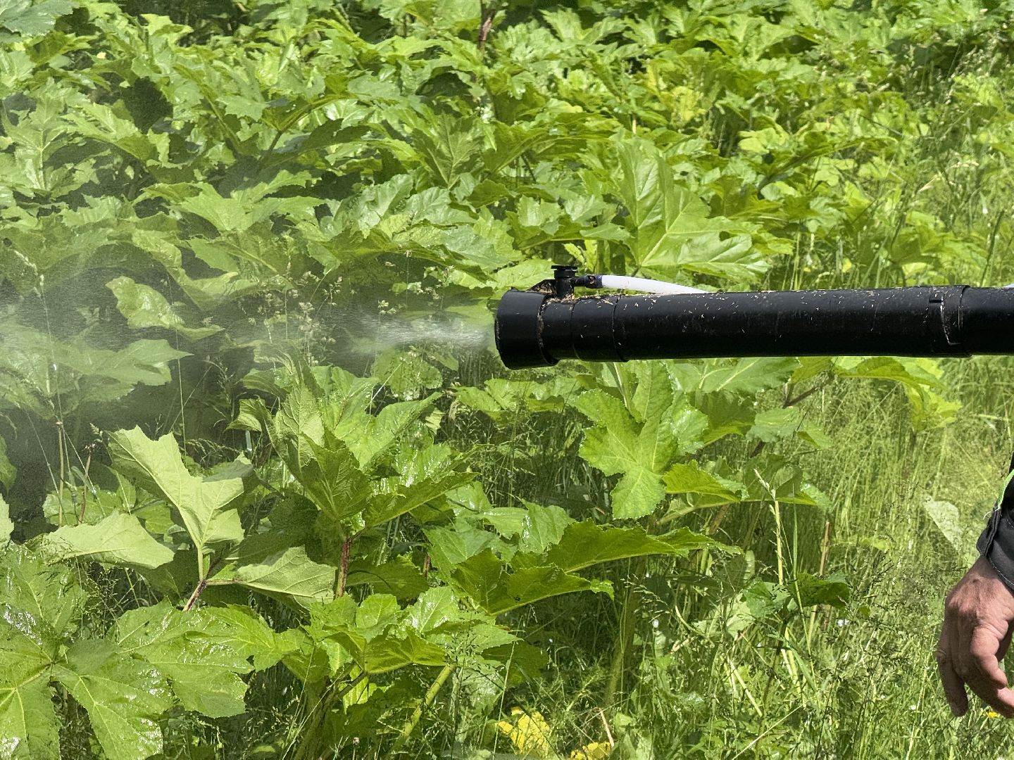 шаховская, борщевик, борщевик сосновского, обработка от борщевика,