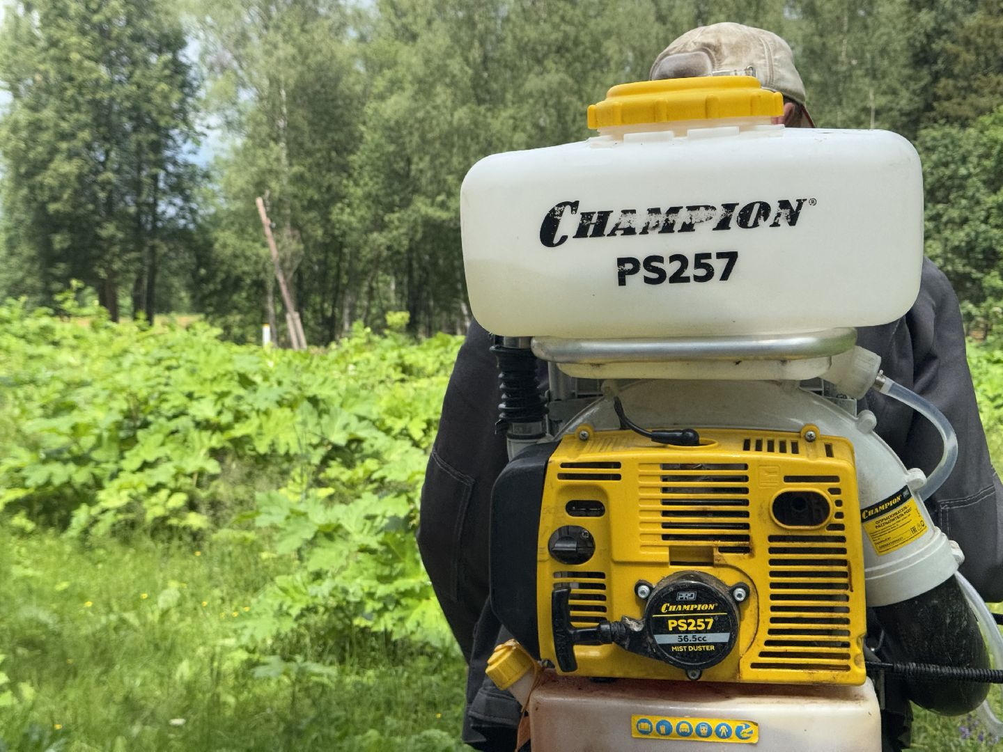 шаховская, борщевик, борщевик сосновского, обработка от борщевика,