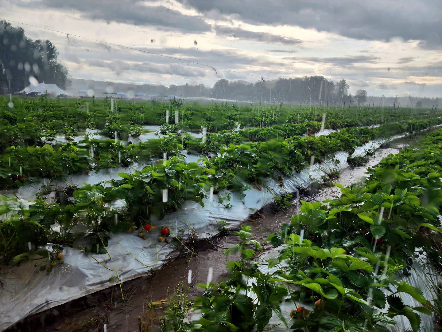 пущино, серпухов, лето в подмосковье, фестиваль , агротуризм,
