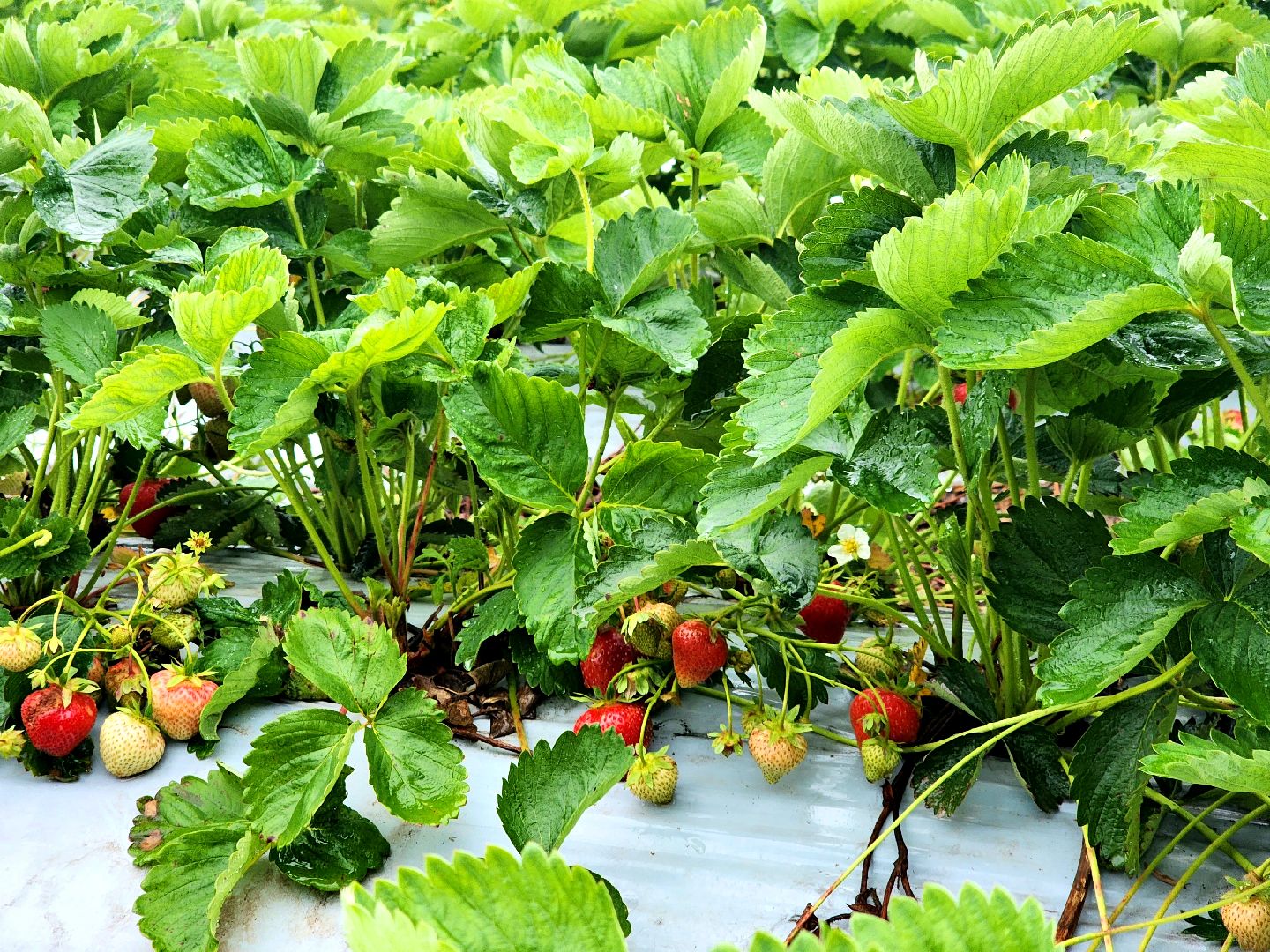 пущино, серпухов, лето в подмосковье, фестиваль , агротуризм,