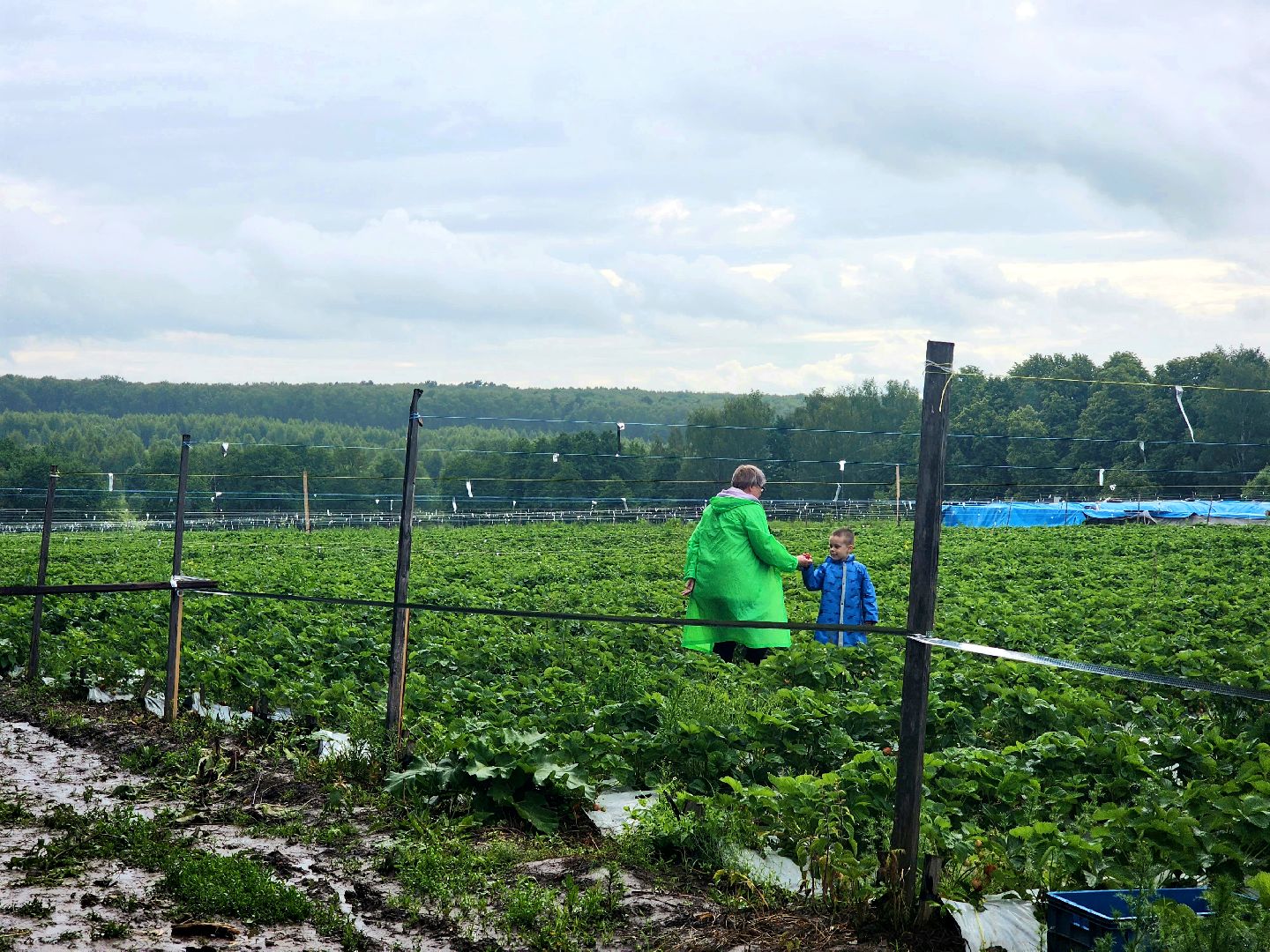 пущино, серпухов, лето в подмосковье, фестиваль , агротуризм,