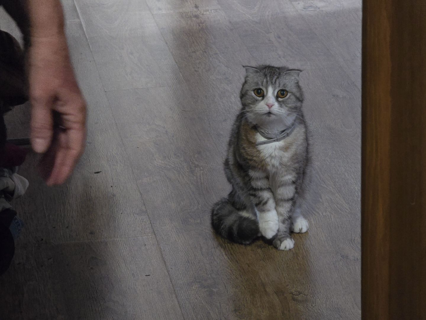 Коломна, вакцинация от бешенства, чипирование домашних животных,выездная вакцинация,