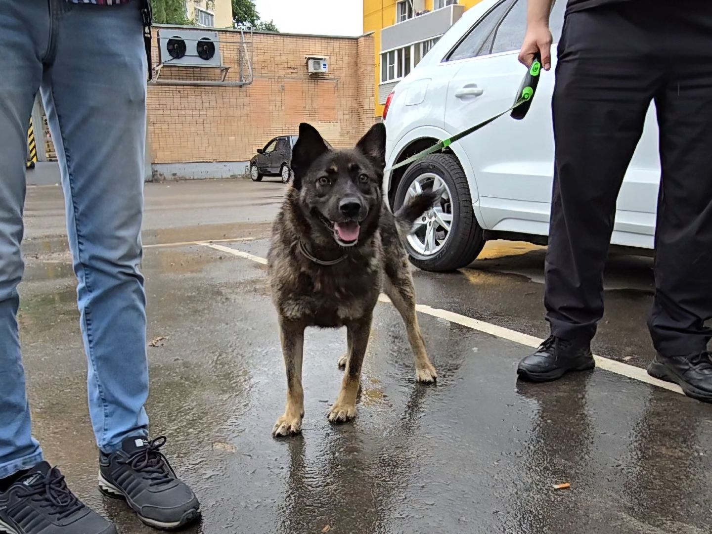 Коломна, вакцинация от бешенства, чипирование домашних животных,выездная вакцинация,