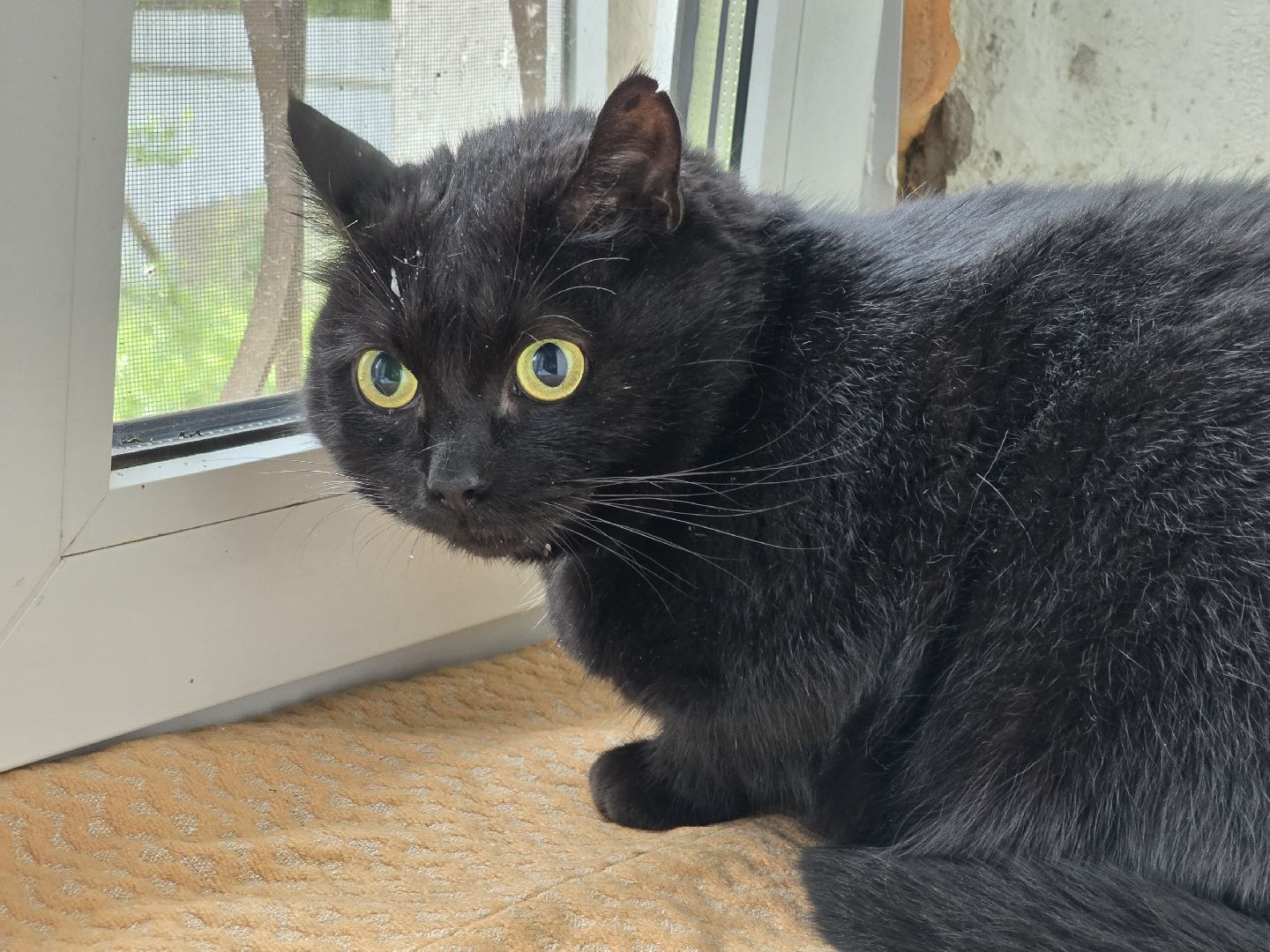 Коломна, вакцинация от бешенства, чипирование домашних животных,выездная вакцинация,