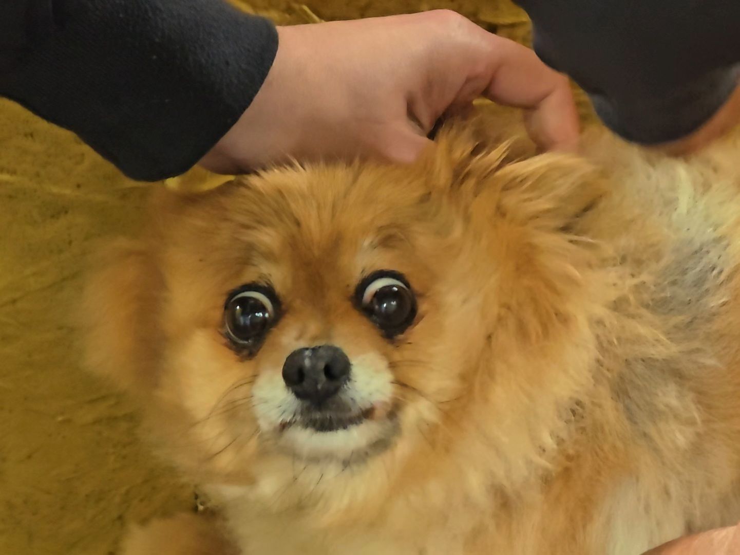 Коломна, вакцинация от бешенства, чипирование домашних животных,выездная вакцинация,