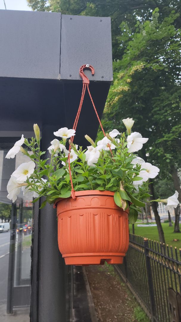 вертикалки, пушкино, цветы, остановки, общественный транспорт,благоустройство,кашпо,