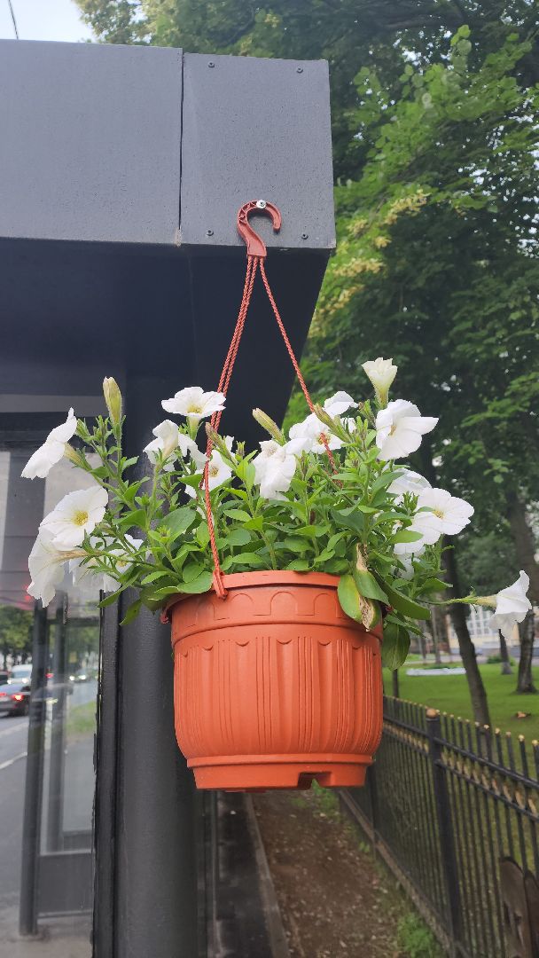 вертикалки, пушкино, цветы, остановки, общественный транспорт,благоустройство,кашпо,