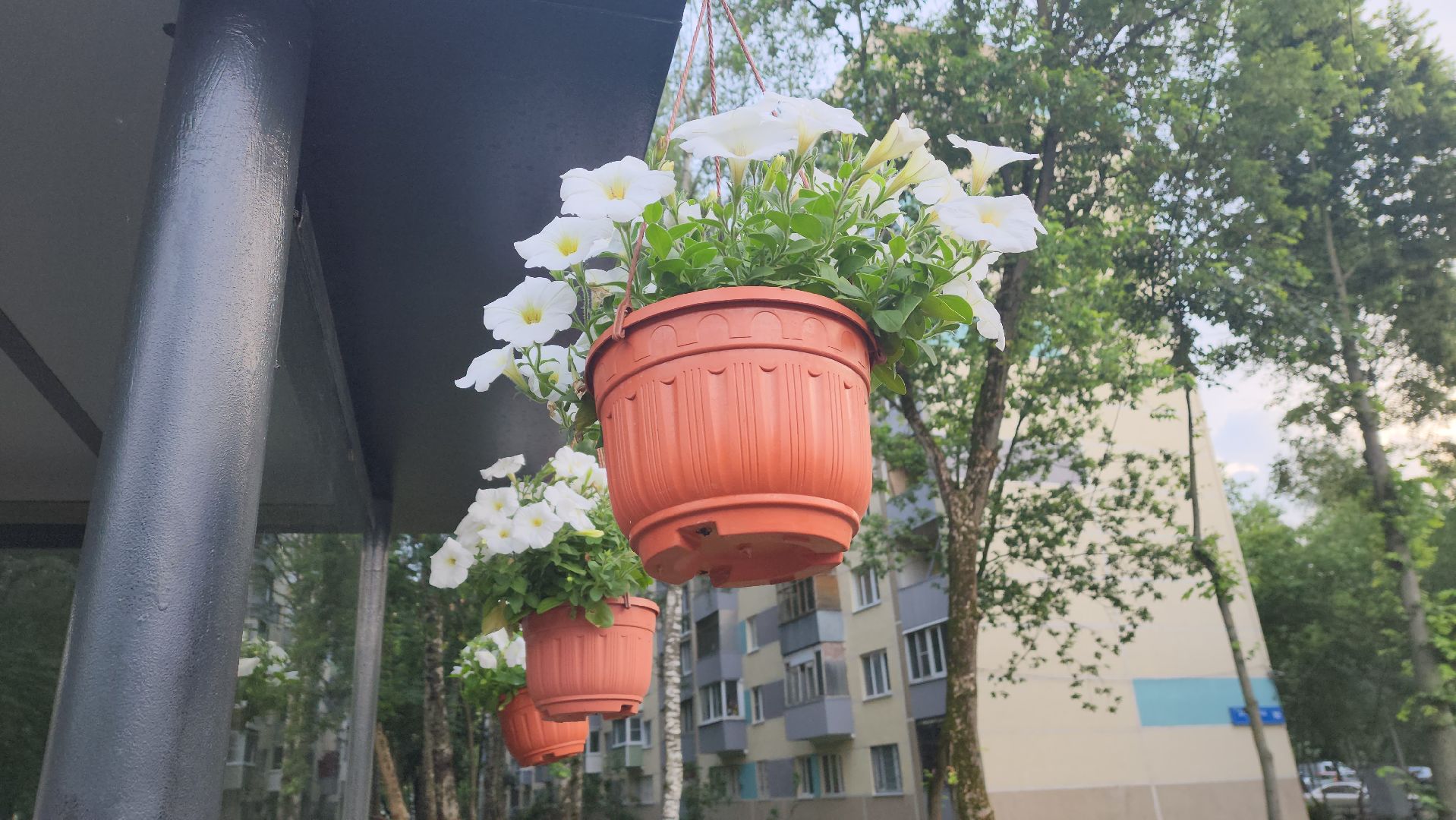 вертикалки, пушкино, цветы, остановки, общественный транспорт,благоустройство,кашпо,