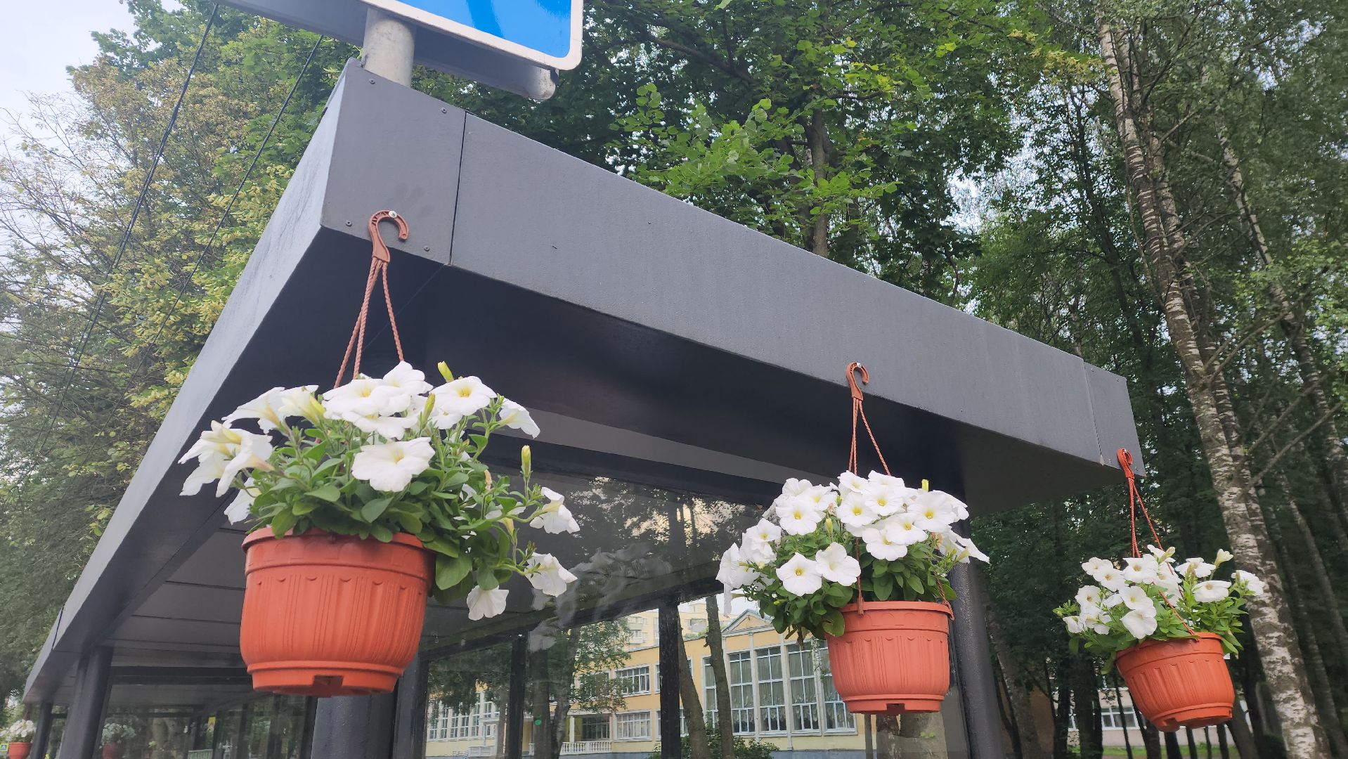 вертикалки, пушкино, цветы, остановки, общественный транспорт,благоустройство,кашпо,