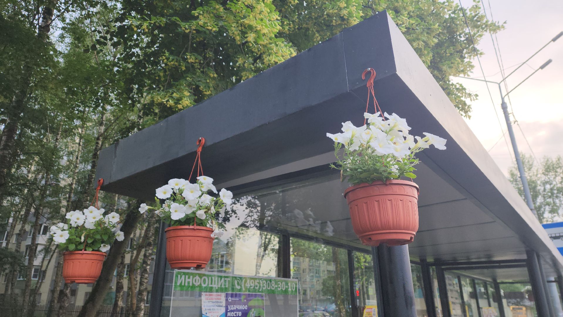 вертикалки, пушкино, цветы, остановки, общественный транспорт,благоустройство,кашпо,
