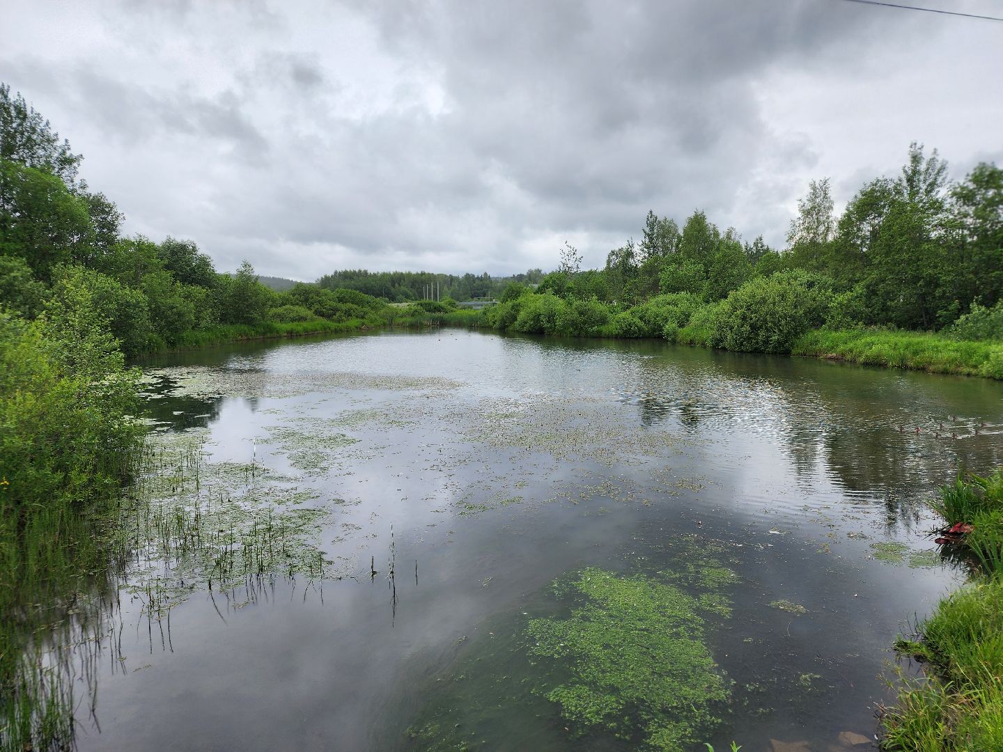 сергиево-посадский городской округ, семхоз, река копнинка, утки, утята, сергиев посад,