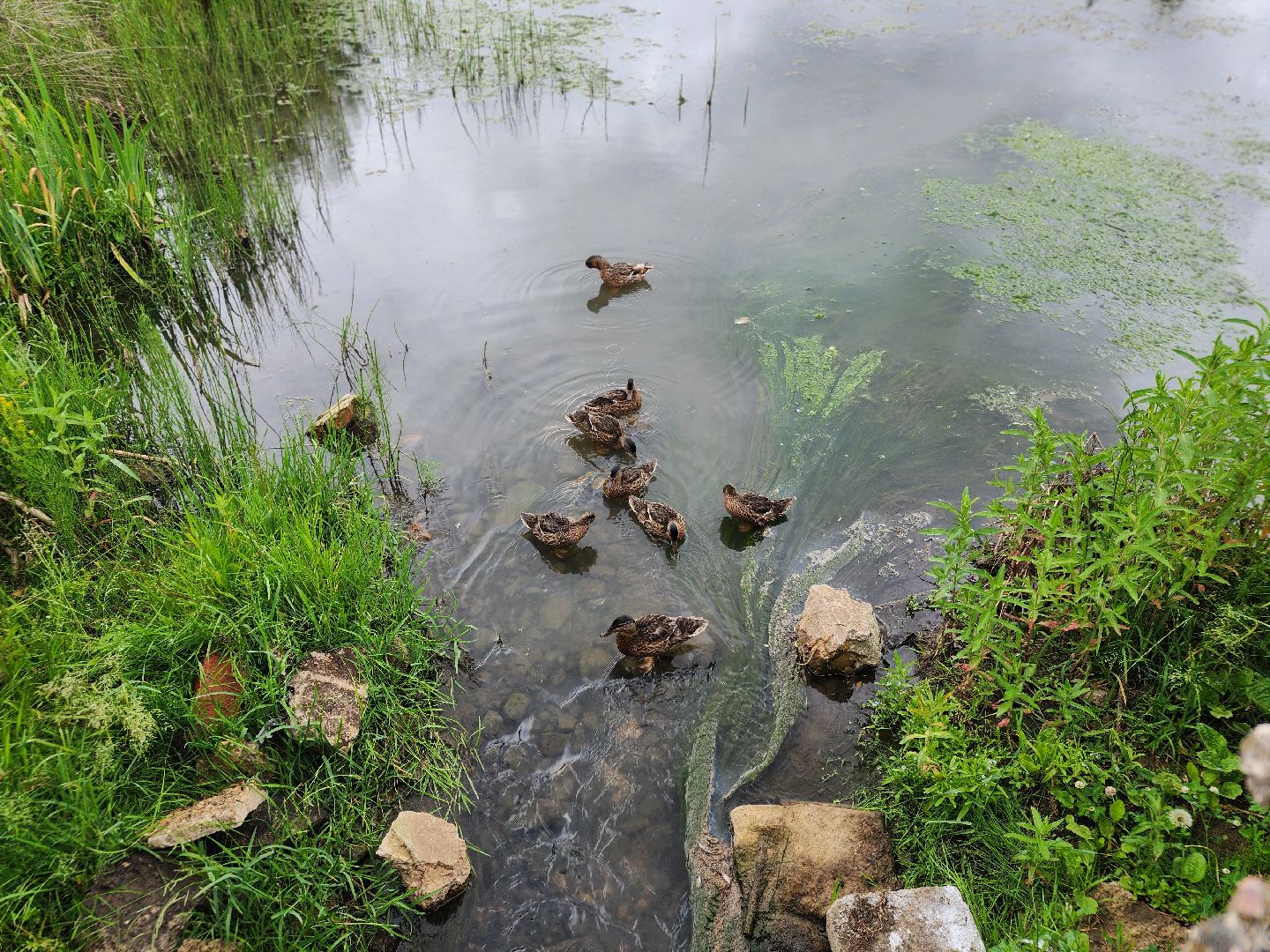 сергиево-посадский городской округ, семхоз, река копнинка, утки, утята, сергиев посад,