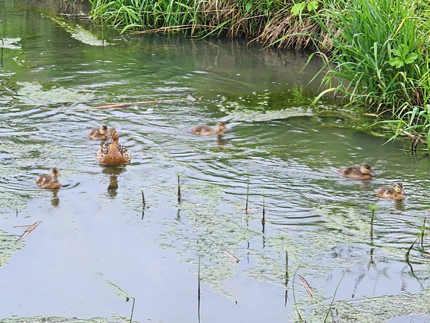 сергиево-посадский городской округ, семхоз, река копнинка, утки, утята, сергиев посад,