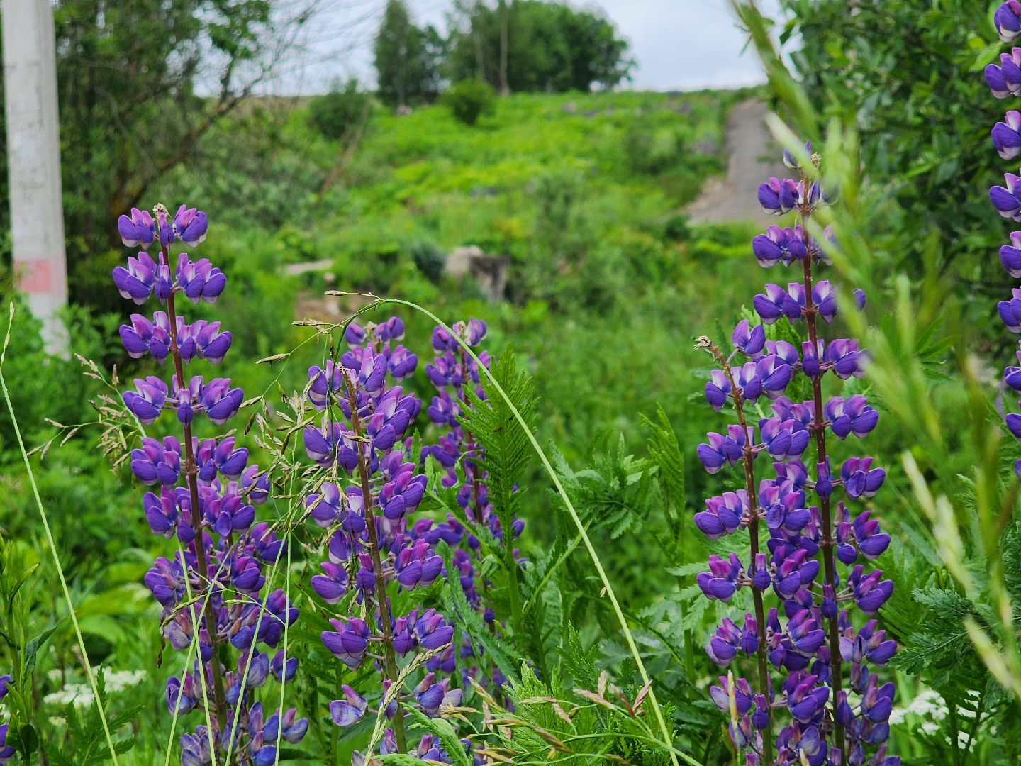 сергиево-посадский городской округ, семхоз, река копнинка, утки, утята, сергиев посад,