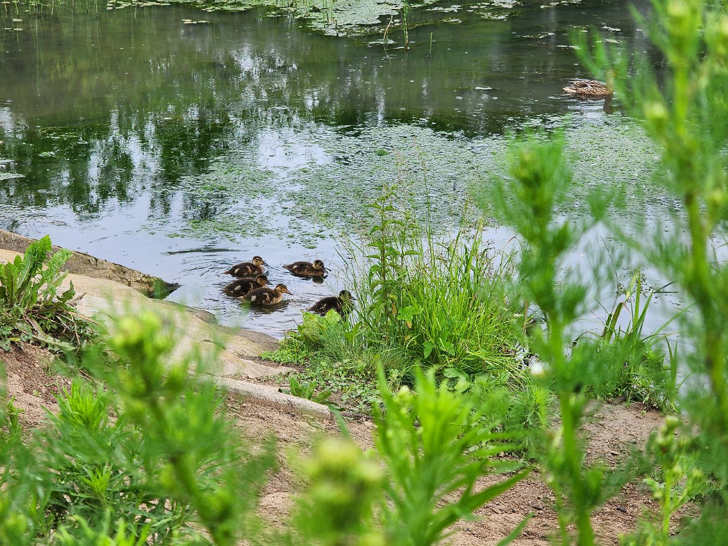 сергиево-посадский городской округ, семхоз, река копнинка, утки, утята, сергиев посад,