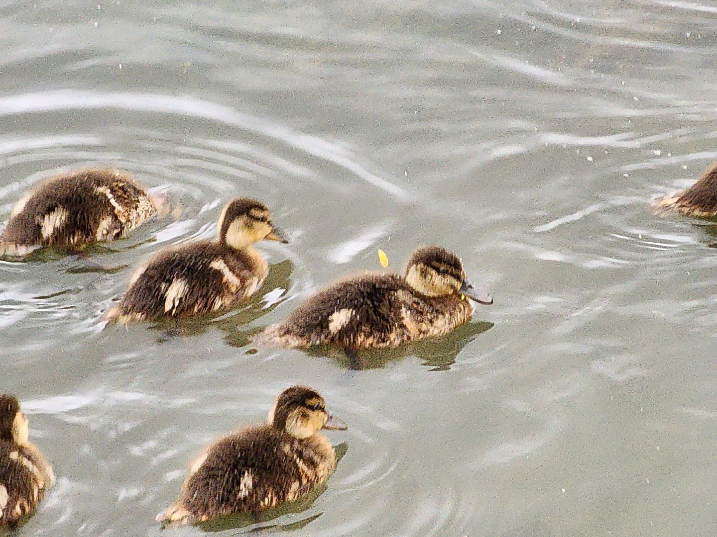 сергиево-посадский городской округ, семхоз, река копнинка, утки, утята, сергиев посад,