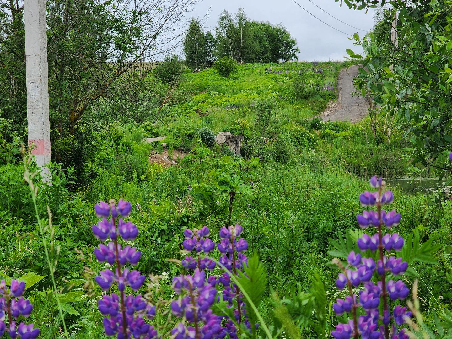 сергиево-посадский городской округ, семхоз, река копнинка, утки, утята, сергиев посад,