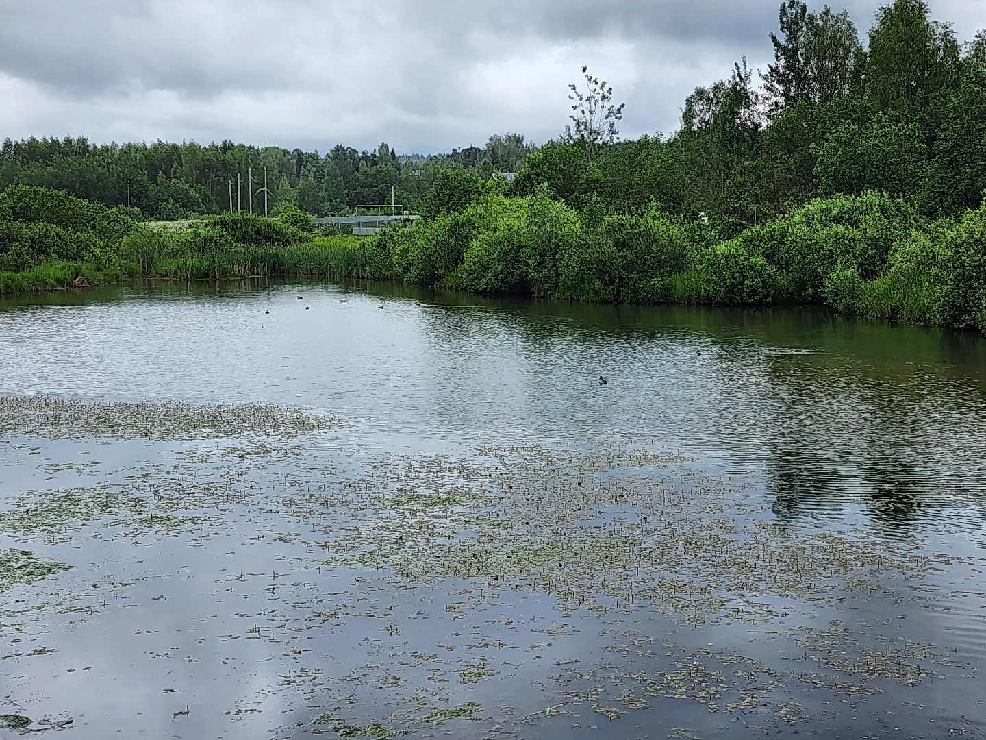 сергиево-посадский городской округ, семхоз, река копнинка, утки, утята, сергиев посад,