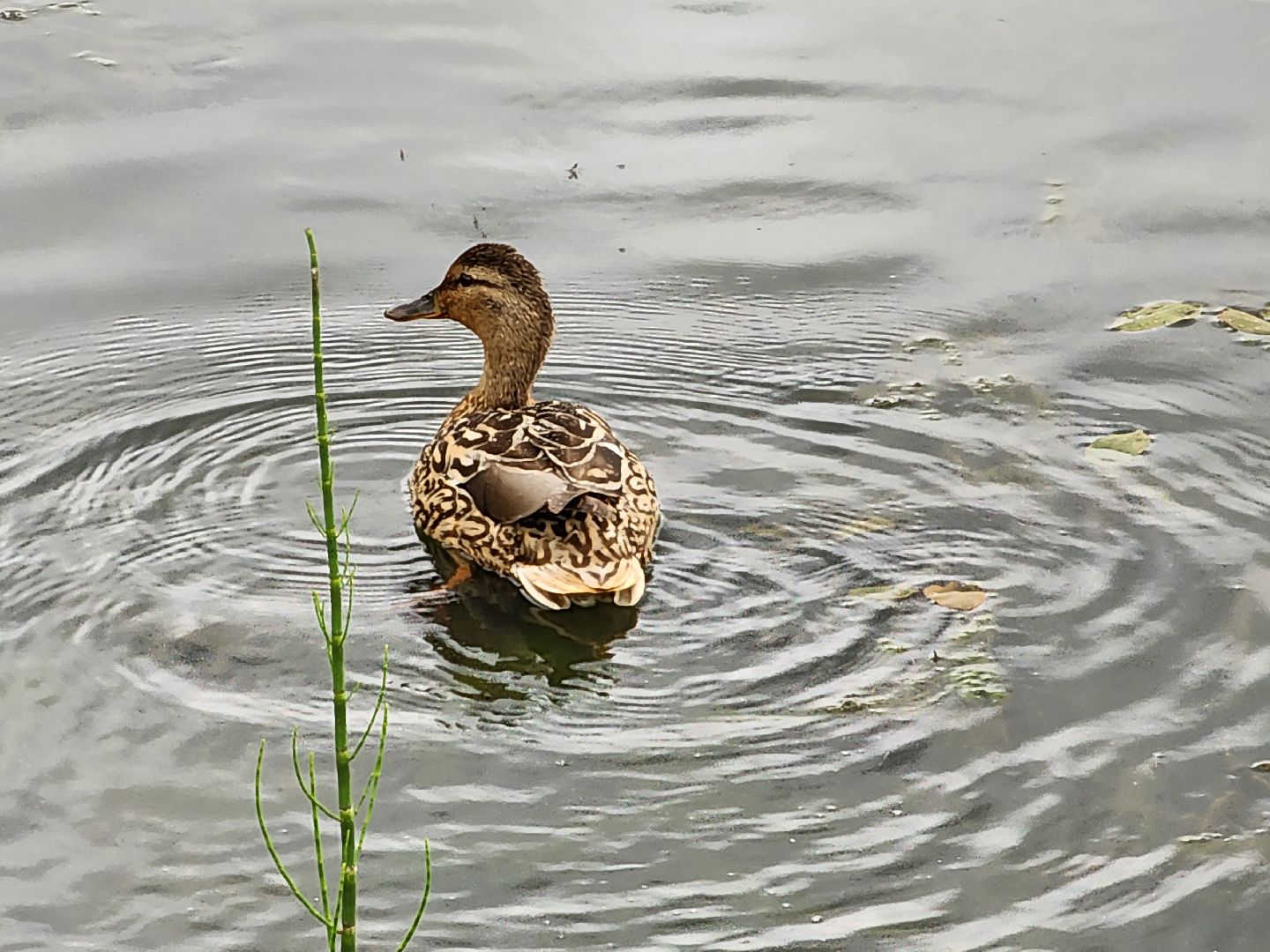сергиево-посадский городской округ, семхоз, река копнинка, утки, утята, сергиев посад,
