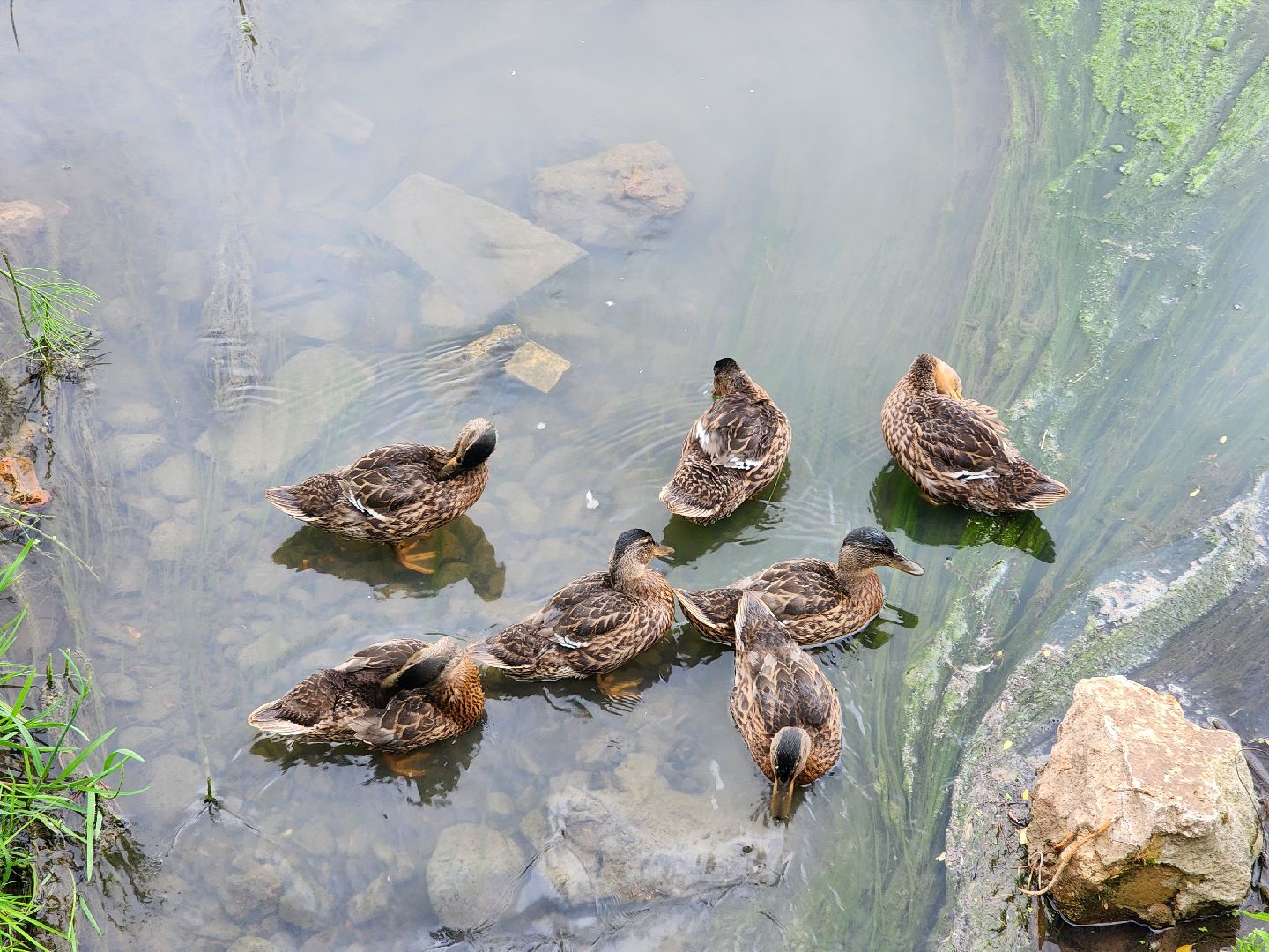 сергиево-посадский городской округ, семхоз, река копнинка, утки, утята, сергиев посад,