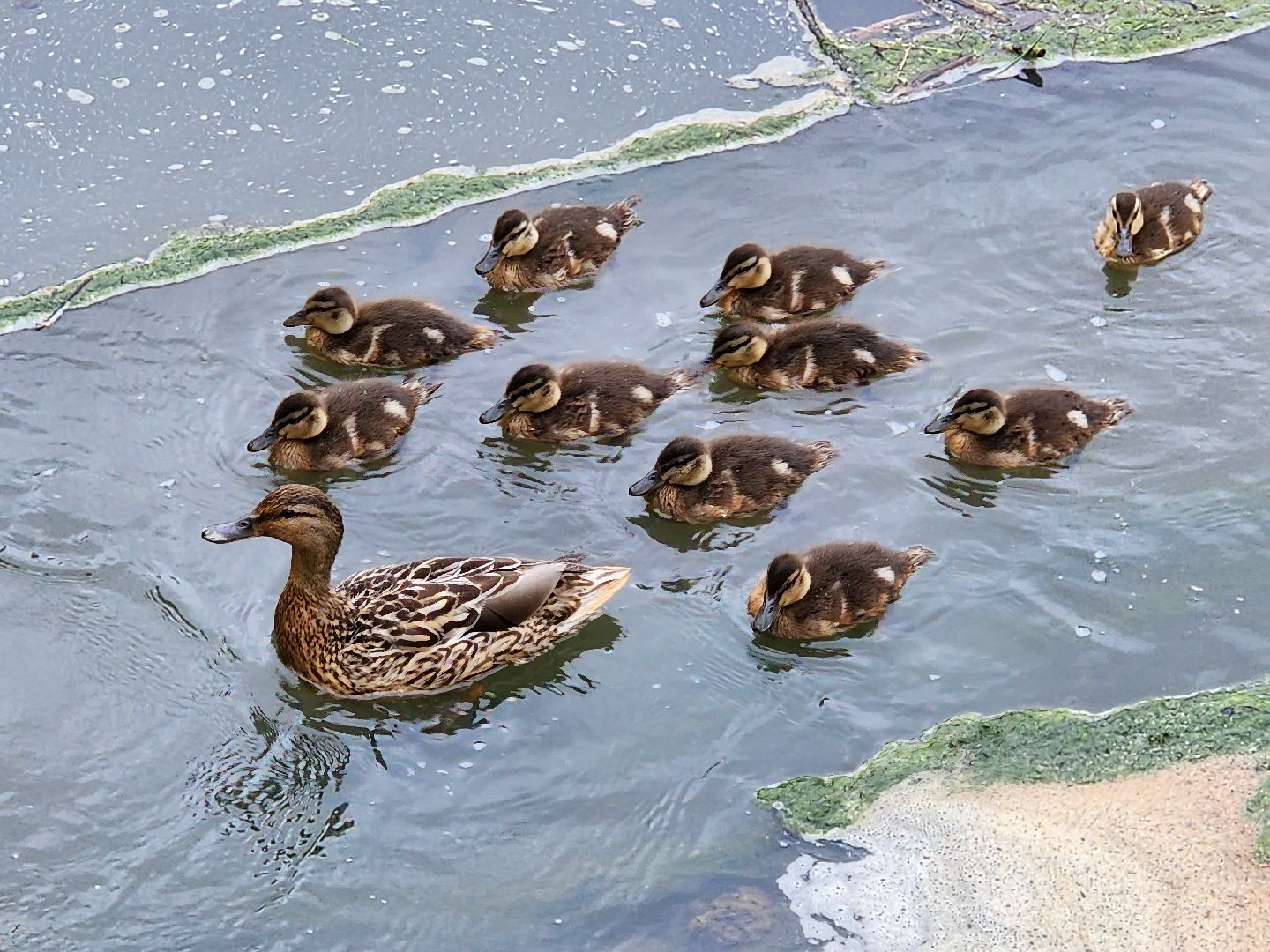 сергиево-посадский городской округ, семхоз, река копнинка, утки, утята, сергиев посад,