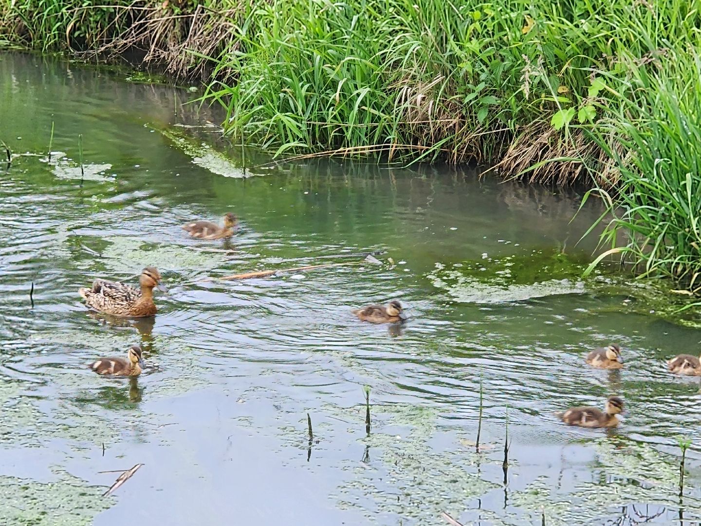 сергиево-посадский городской округ, семхоз, река копнинка, утки, утята, сергиев посад,