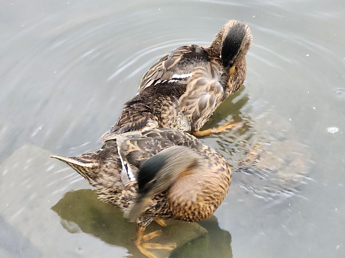 сергиево-посадский городской округ, семхоз, река копнинка, утки, утята, сергиев посад,