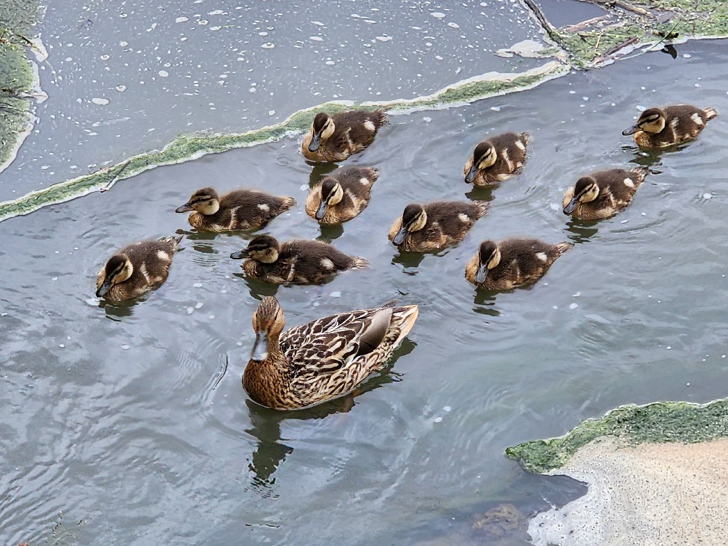 сергиево-посадский городской округ, семхоз, река копнинка, утки, утята, сергиев посад,