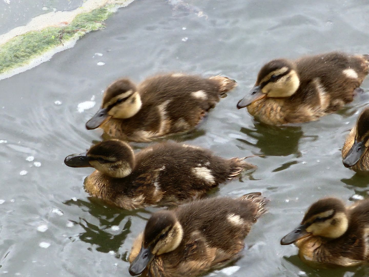 сергиево-посадский городской округ, семхоз, река копнинка, утки, утята, сергиев посад,