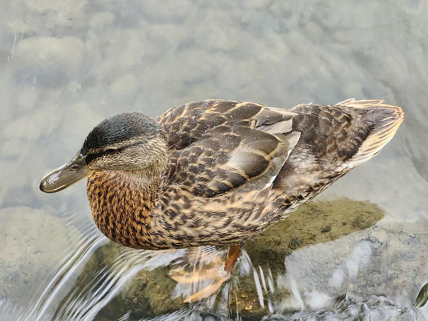 сергиево-посадский городской округ, семхоз, река копнинка, утки, утята, сергиев посад,