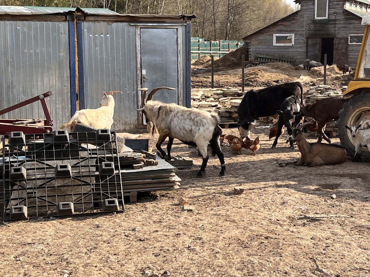 Шаховская, ферма, хозяйство