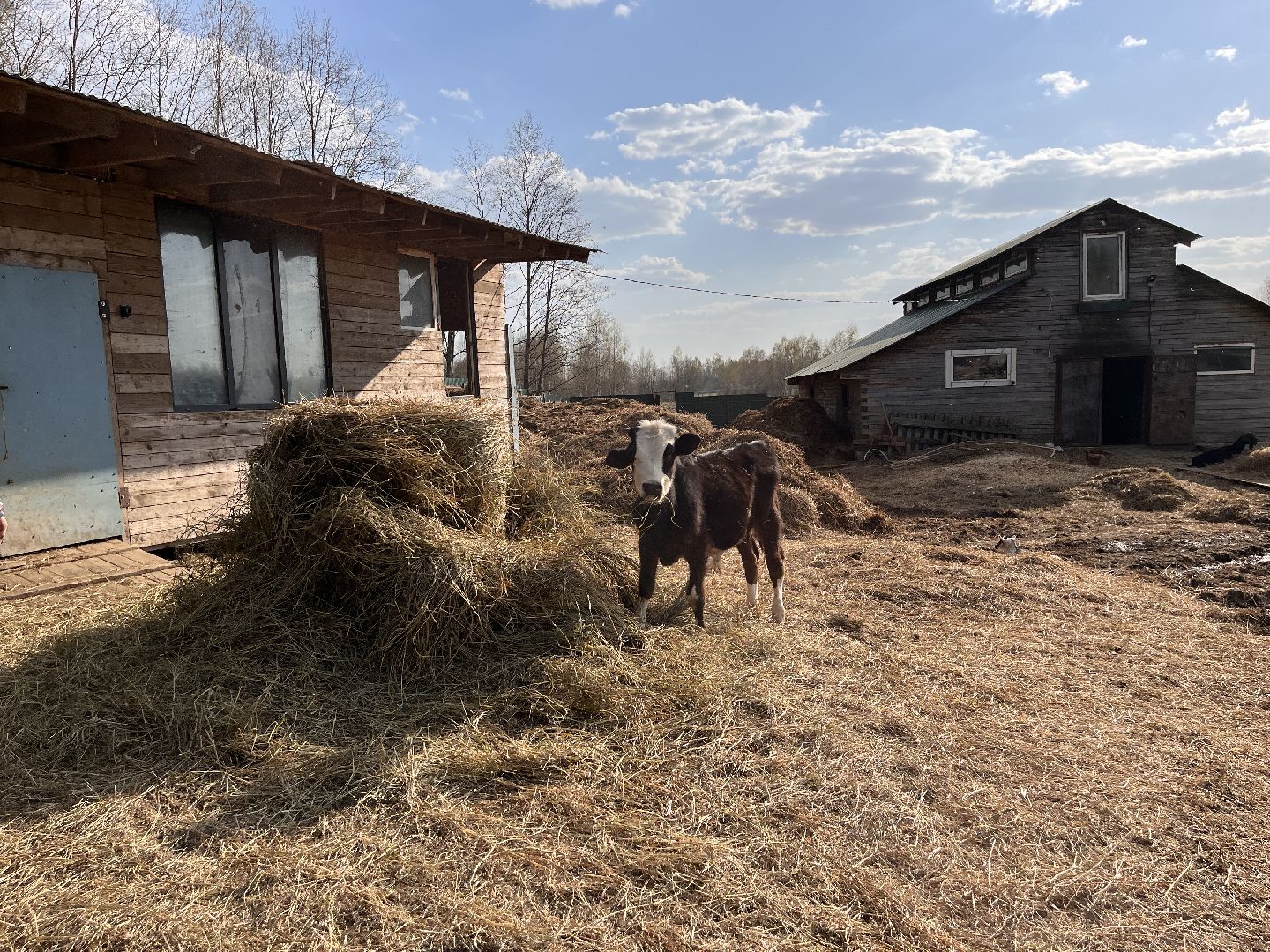 Шаховская, ферма, хозяйство