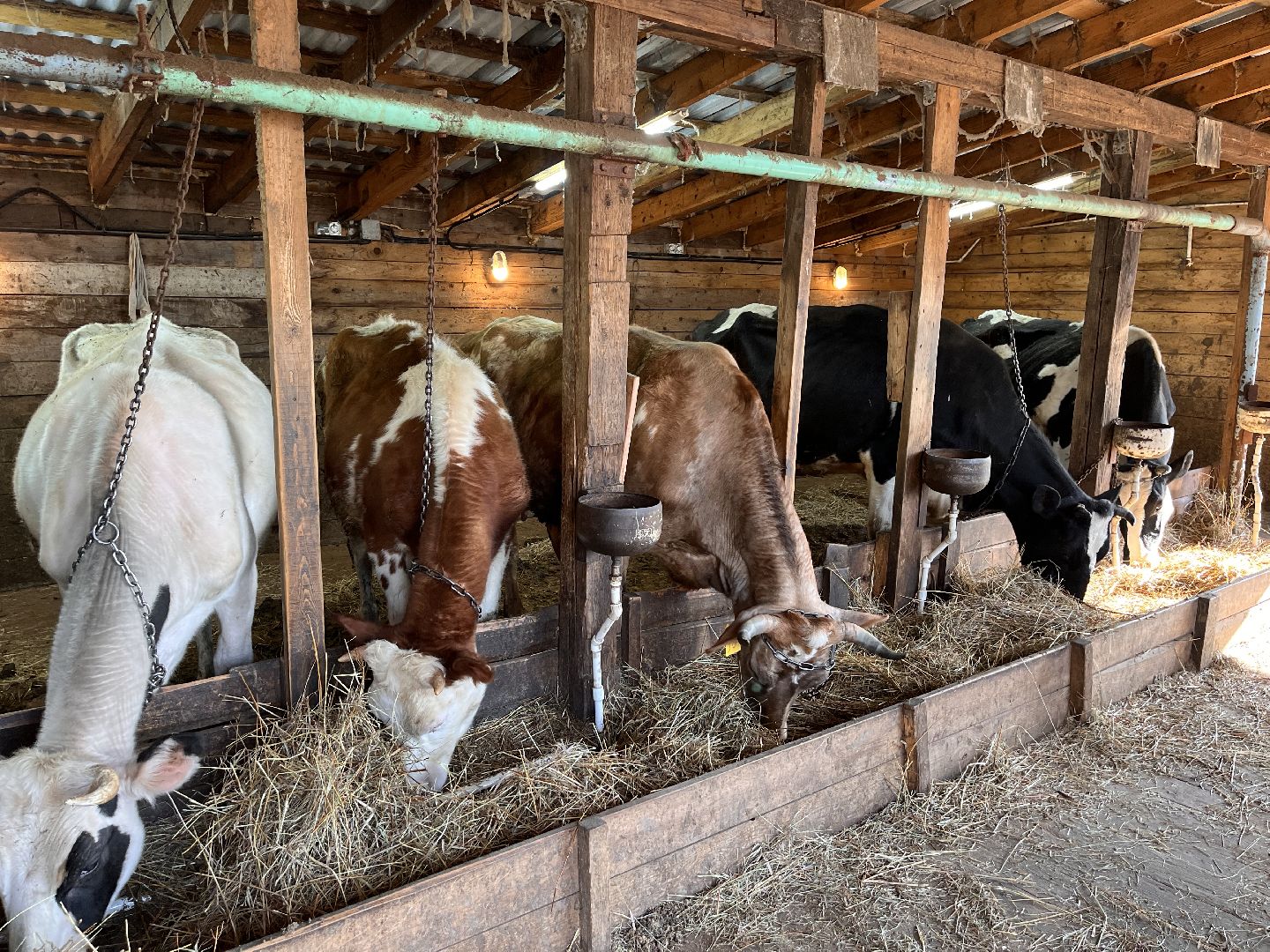 Шаховская, ферма, хозяйство