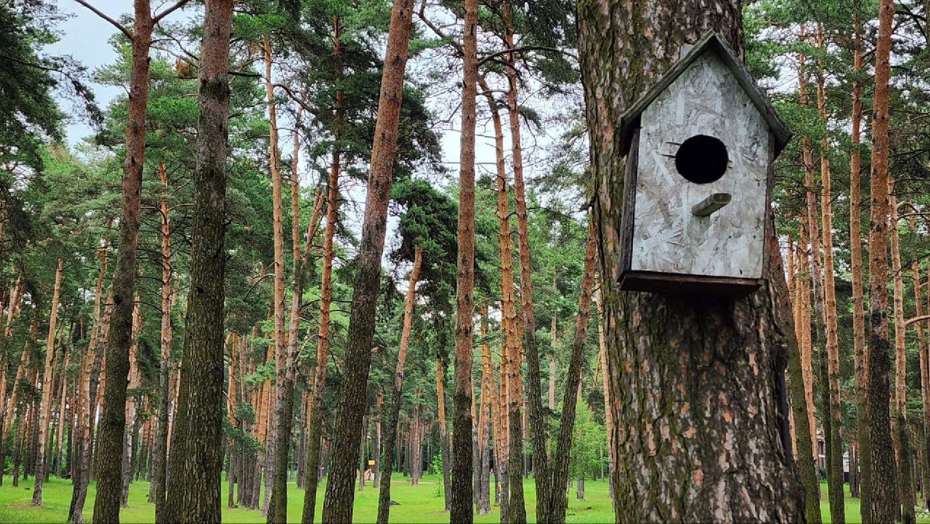 Дмитров, Парк Сосновый бор, ДЗФС, Минблаго,