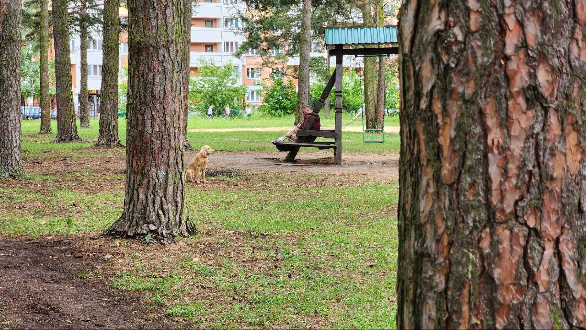 Дмитров, Парк Сосновый бор, ДЗФС, Минблаго,