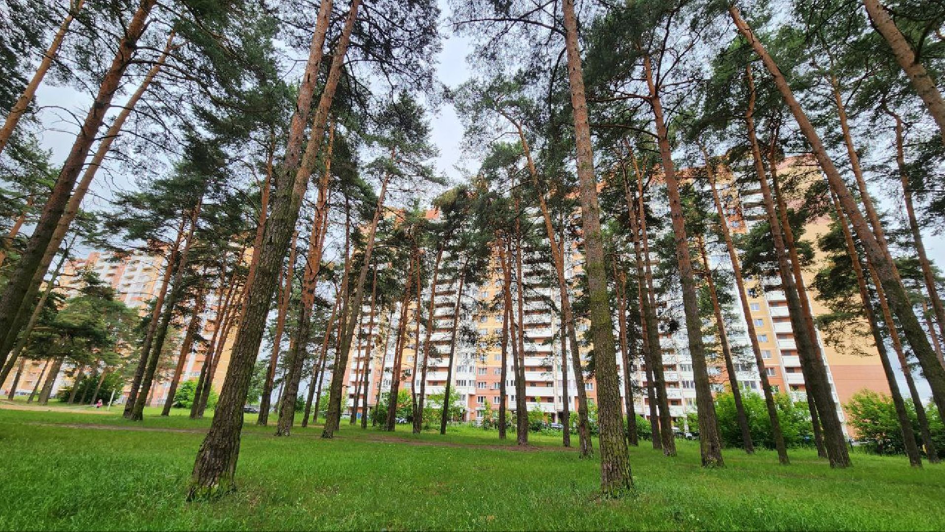 Дмитров, Парк Сосновый бор, ДЗФС, Минблаго,