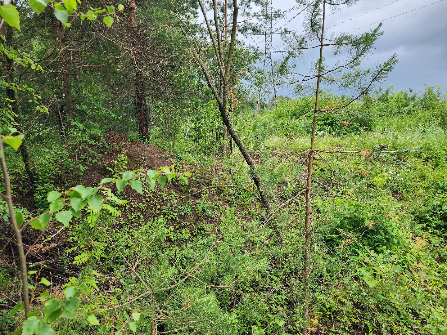 лесная земляника, сезон сбора земляники,сбор земляники, ногинское лесничество, богородский городской округ,